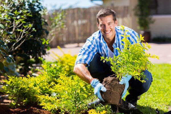 Bush Planting Service in La Crosse