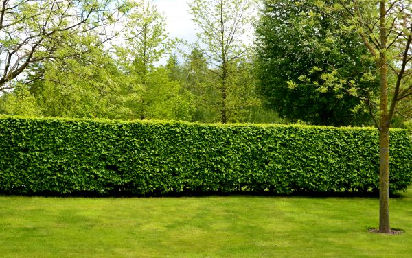 Hedge Planting in La Crosse