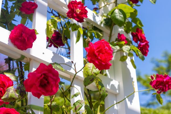 Home Gardening Service in La Crosse