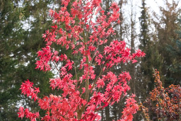 Japanese Maple Planting in La Crosse