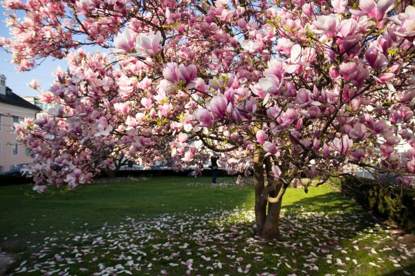 Magnolia Tree Planting in La Crosse
