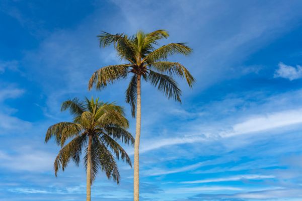 Palm Tree Planting in La Crosse