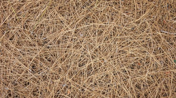 Pine Needles Delivery in La Crosse