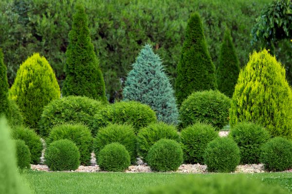 Shrub Replacement in La Crosse
