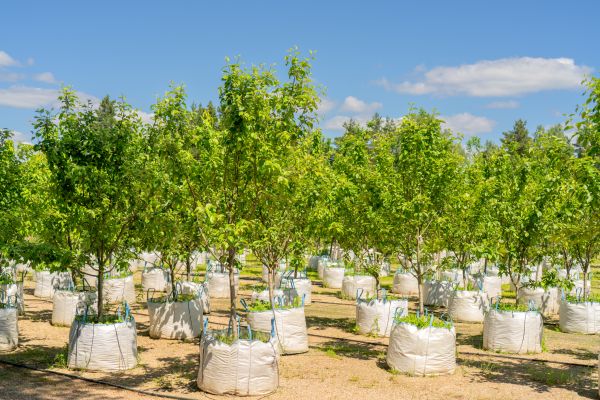 Tree Planting Service in La Crosse