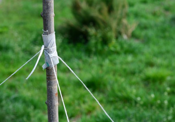 Tree Staking Service in La Crosse