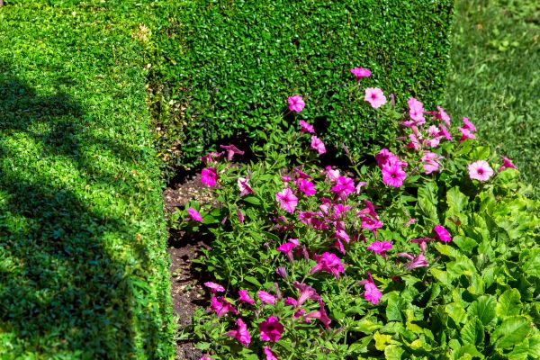 Softscaping Service in La Crosse