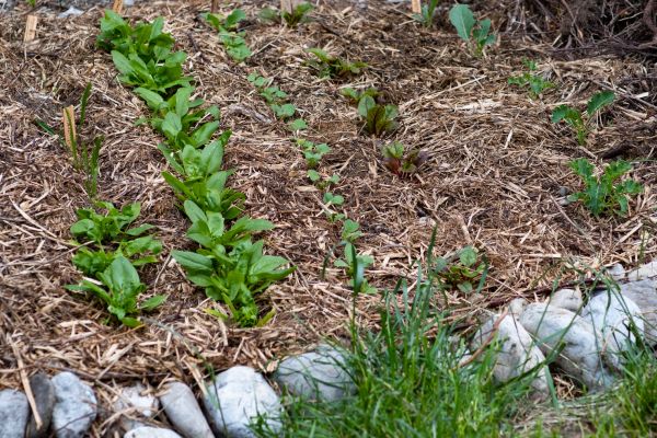 Mulch Service in La Crosse