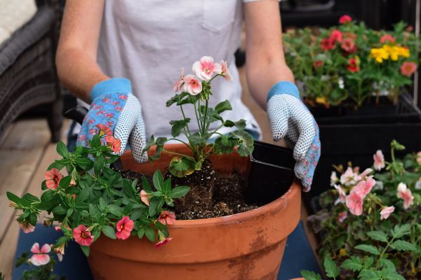 Plant Care Service in La Crosse
