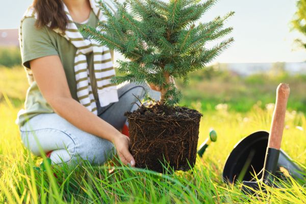 Spruce Tree Planting in La Crosse