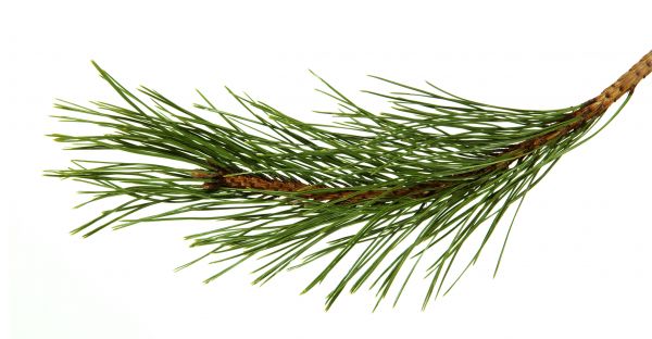 Pine Needles Installation in La Crosse