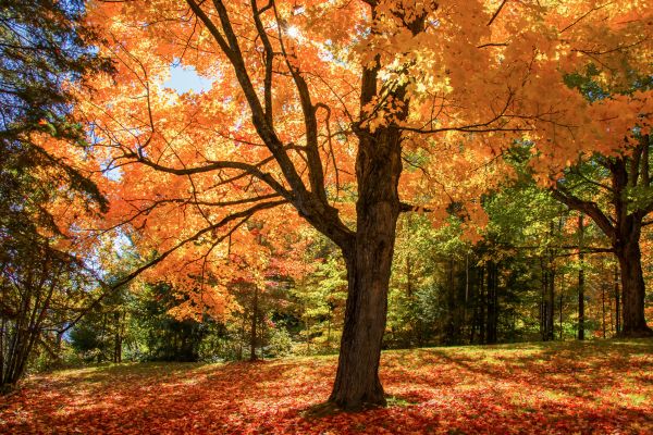 Maple Tree Planting in La Crosse