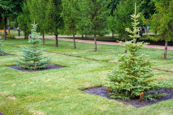 Privacy Trees Planting in La Crosse