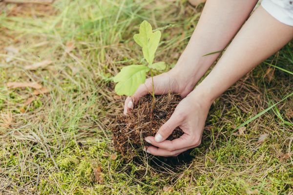 Oak Tree Planting in La Crosse