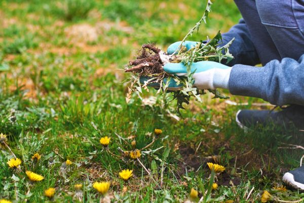 Flower Bed Clearing in La Crosse