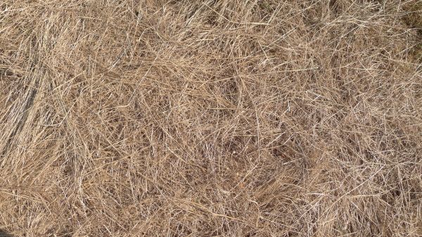 Pine Straw Replacement in La Crosse