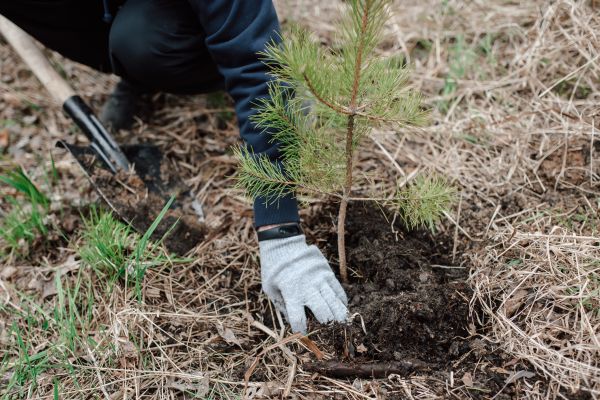 Pine Tree Planting in La Crosse