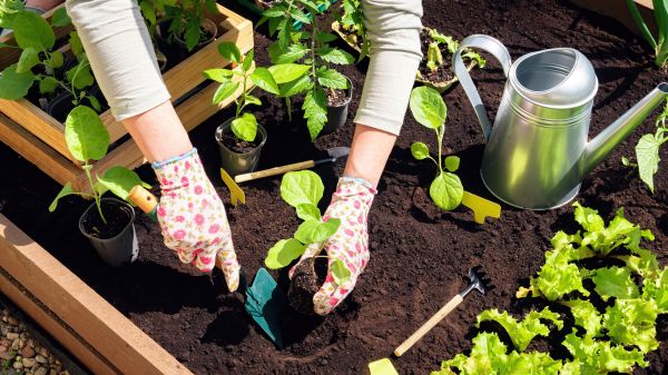 Garden Bed Installation in La Crosse