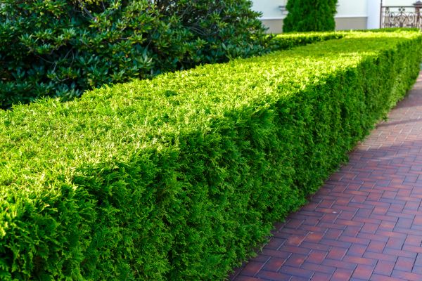 Hedge Installation in La Crosse