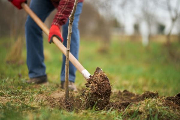 Trees Planting in La Crosse