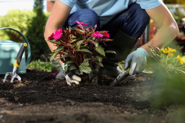 Plant Replacement in La Crosse