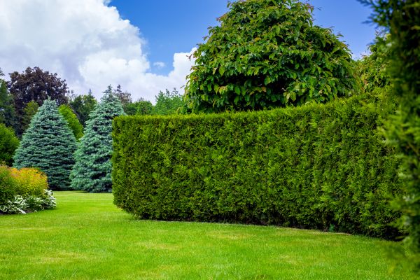Hedge Landscaping in La Crosse