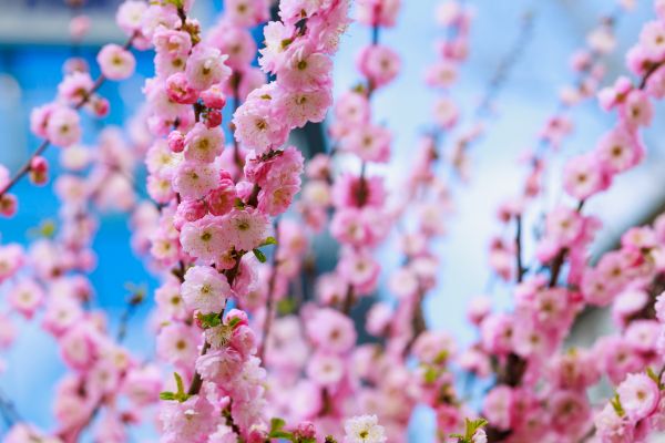Japanese Cherry Tree Planting in La Crosse