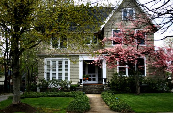 Ornamental Tree Planting in La Crosse