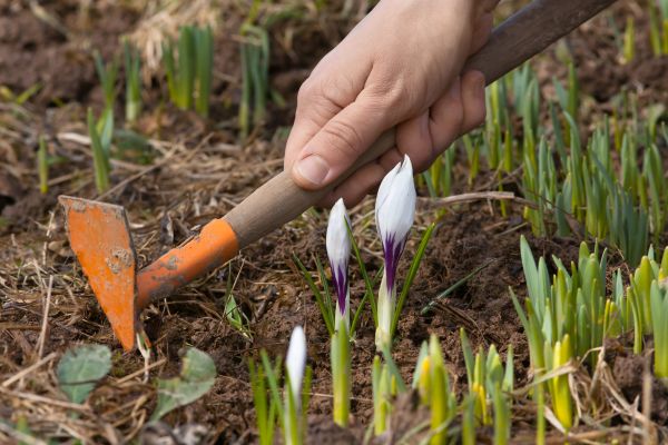 Flower Garden Weeding in La Crosse