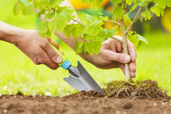 Fruit Tree Planting in La Crosse