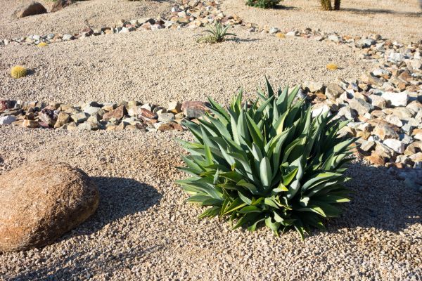 Xeriscaping Service in La Crosse