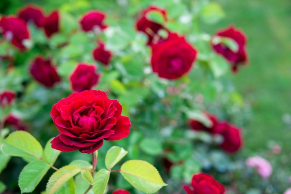 Rose Planting in La Crosse