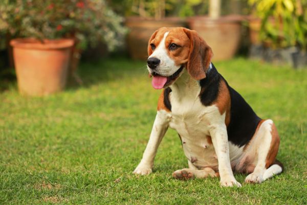 Dog Friendly Landscaping in La Crosse