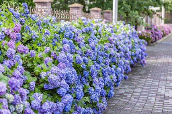 Hydrangea Landscaping in La Crosse