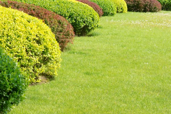 Shrubbery Planting in La Crosse