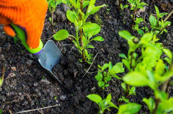 Hydrangea Planting in La Crosse