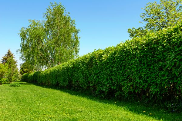 Hedge Replacement in La Crosse