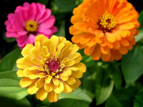 Zinnia Planting in La Crosse