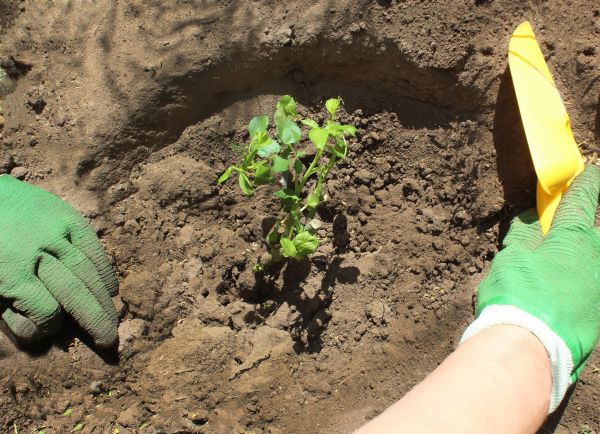 Rose Bush Planting in La Crosse
