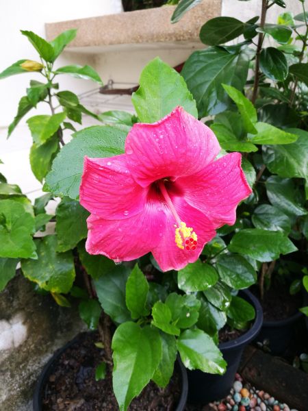 Hibiscus Planting in La Crosse
