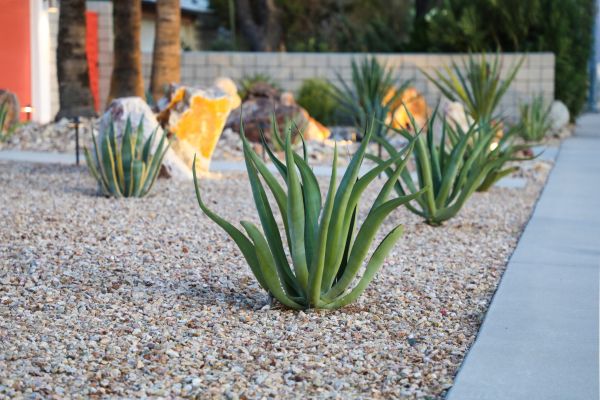 Drought Resistant Landscaping in La Crosse