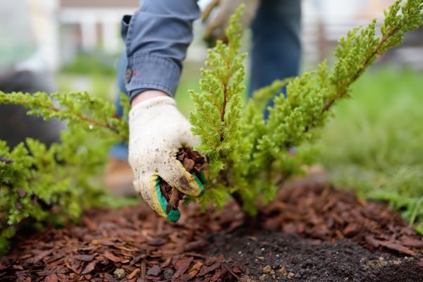 Church Mulching in La Crosse