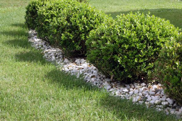 Boxwood Planting in La Crosse