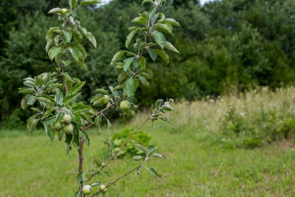 Apple Tree Planting in La Crosse