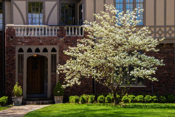 Dogwood Tree Planting in La Crosse