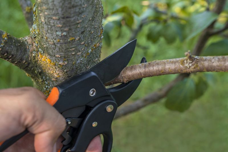 Arborist Pruning