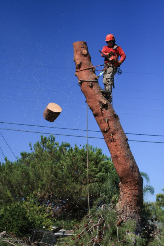Arborist Tree Service detail